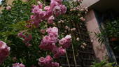Marietta Silva Tarouca rose photo