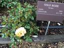 Gold Rojie rose photo