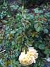Gold Rojie rose photo