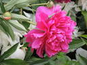 Felix Supreme peony photo