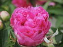 Felix Supreme peony photo