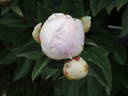 Lady Orchid peony photo