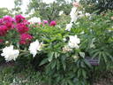Grandiflora nivea plena peony photo