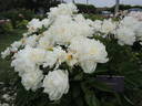 Gardenia peony photo
