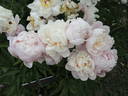 Georgiana Shaylor peony photo