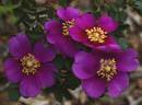 Doorenbos Selection rose photo