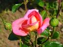 Love Song rose photo