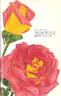 Love Song rose photo