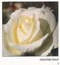 Gulgong Gold rose photo