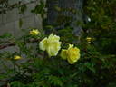 GAX1-72-1Hugonis rose photo