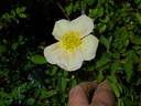 L5617Hug#2 rose photo