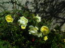 GAX1-72-1Hugonis rose photo