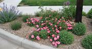 Sunrise Sunset rose photo