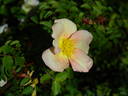 L5617Hug#2 rose photo