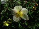 L5617Hug#2 rose photo