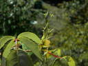 Nessie rose photo