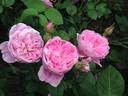 Portmeirion rose photo