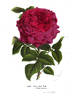 Mademoiselle Annie Wood rose photo