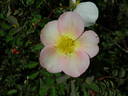 L5617Hug#2 rose photo