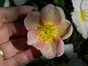 L5617Hug#2 rose photo
