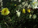 GAX1-72-1Hugonis rose photo