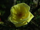GAX1-72-1Hugonis rose photo