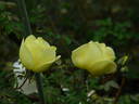 GAX1-72-1Hugonis rose photo