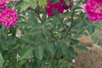 Amity rose photo