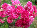 Amity rose photo