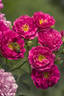 Amity rose photo