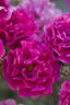 Amity rose photo