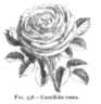 Centifolia Rosea rose photo