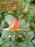 Persian Autumn rose photo