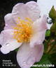 Maaseik rose photo