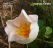 Robbie Burns rose photo