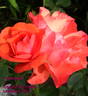Feuerwerk ® rose photo