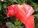 Feuerwerk ® rose photo