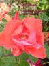 Feuerwerk ® rose photo