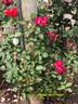 Mrs. Albert Nash rose photo