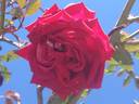 Australian Beauty rose photo