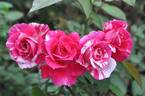 WALparcher rose photo