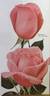 Shangri-La rose photo