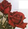 San Fernando rose photo