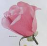 Pearl Harbor rose photo