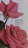 Santa Anita rose photo