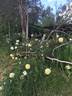 Licorice Tea rose photo