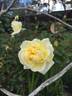 Licorice Tea rose photo
