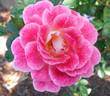 MACbigma rose photo