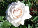 Touch of Venus rose photo