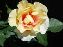 Eyeconic rose photo
